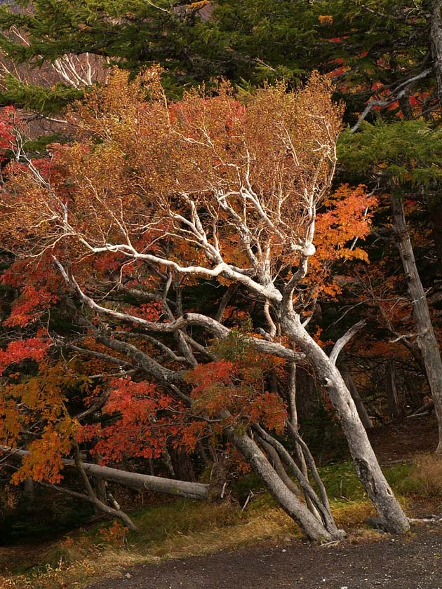 Z3_FUJI5_ORANGETREES.JPG - 180,796BYTES