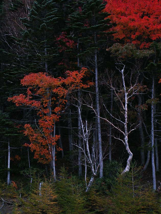 Z3_FUJI_DARKRED.JPG - 130,620BYTES