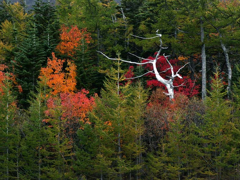 Z3_FUJI_WHITETREE.JPG - 150,174BYTES