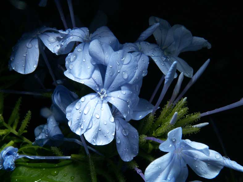 Z3_POORMANS_BLUE.JPG - 62,384BYTES