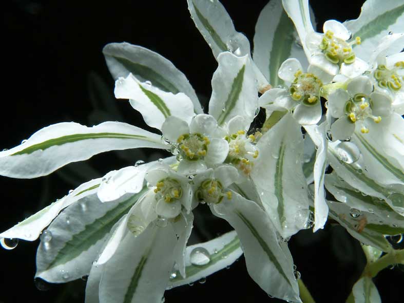 Z3_POORMANS_LEAF.JPG - 68,751BYTES