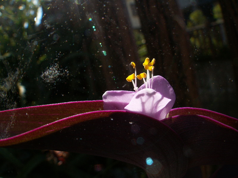 Z3_WIDEMACRO_VIOLETLITTLE.JPG - 229,862BYTES